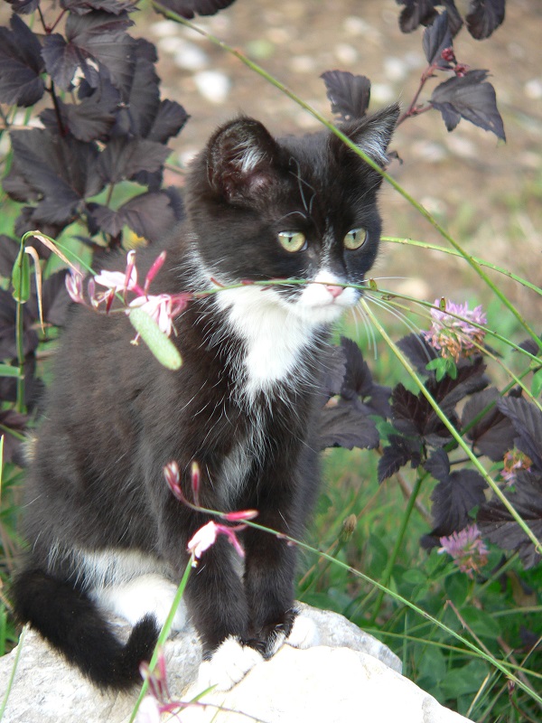 Soins-pour-animaux-animal-domestiques-animaux-de-compagnie-chats-chiens